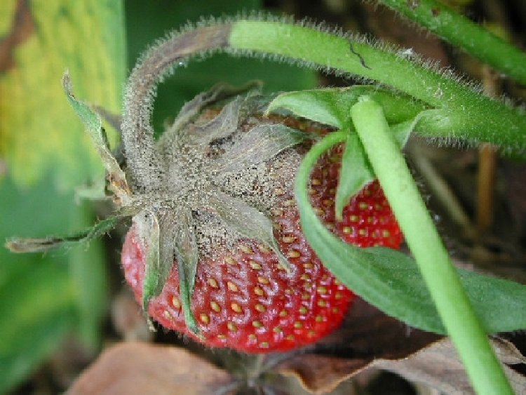 Çileklerde Külleme Hastalığı (Sphaerotheca Macularis Fsp. Fragariae) Çileklerde Külleme Hastalığı (Sphaerotheca Macularis Fsp. Fragariae)