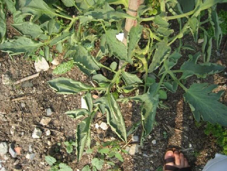 Tomaacto Spotted Wilt Virus Nedir? Tomaacto Spotted Wilt Virus Nedir?