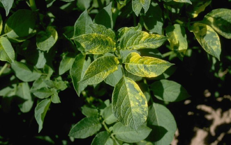Fasulye Adi Mozaik Nekroz Virüsü (Bean Common Mosaic Potyvirus (bcmv)) Fasulye Adi Mozaik Nekroz Virüsü (Bean Common Mosaic Potyvirus (bcmv))