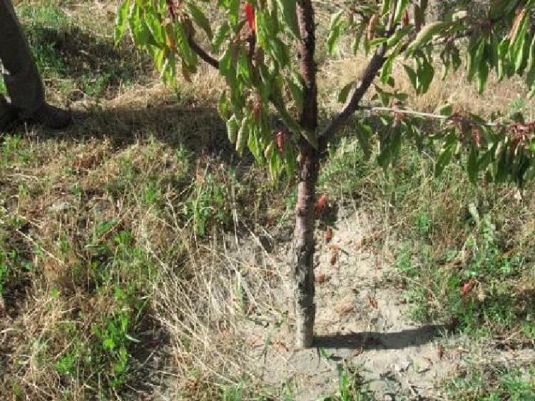 Kiraz Dal Yanıklığı Hastalığı (H. Syringae Pv. Morsprunoro) Kiraz Dal Yanıklığı Hastalığı (H. Syringae Pv. Morsprunoro)