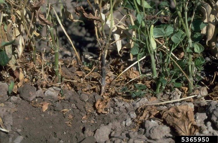 Kök Boğaz Yanıklığı Hastalığı (Phytophthora Capsici) Kök Boğaz Yanıklığı Hastalığı (Phytophthora Capsici)