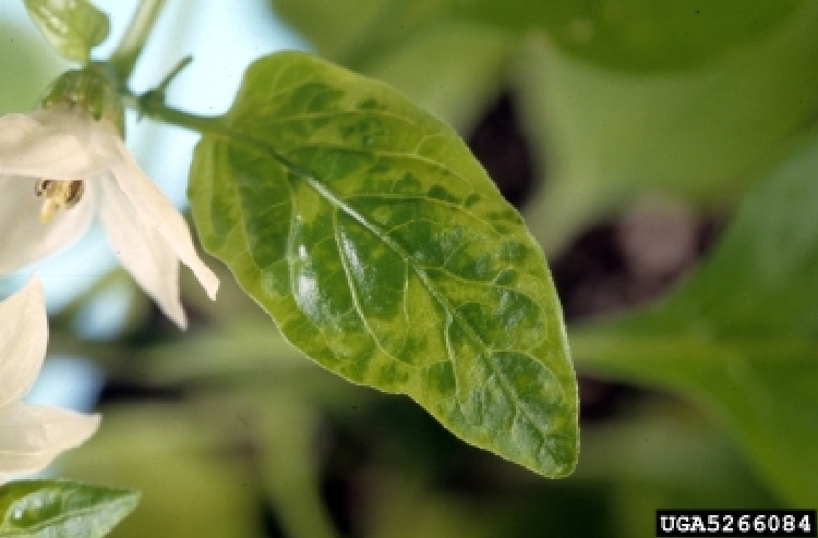 Biber Mozaik Virüsü (Cucumber mosaic virus) Biber Mozaik Virüsü (Cucumber mosaic virus)