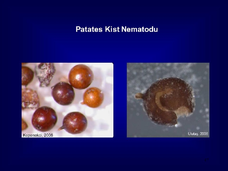 Patates Beyaz Kist Ve Altın Nematodu (Globodera rostochiensis Wollenw) Patates Beyaz Kist Ve Altın Nematodu (Globodera rostochiensis Wollenw)