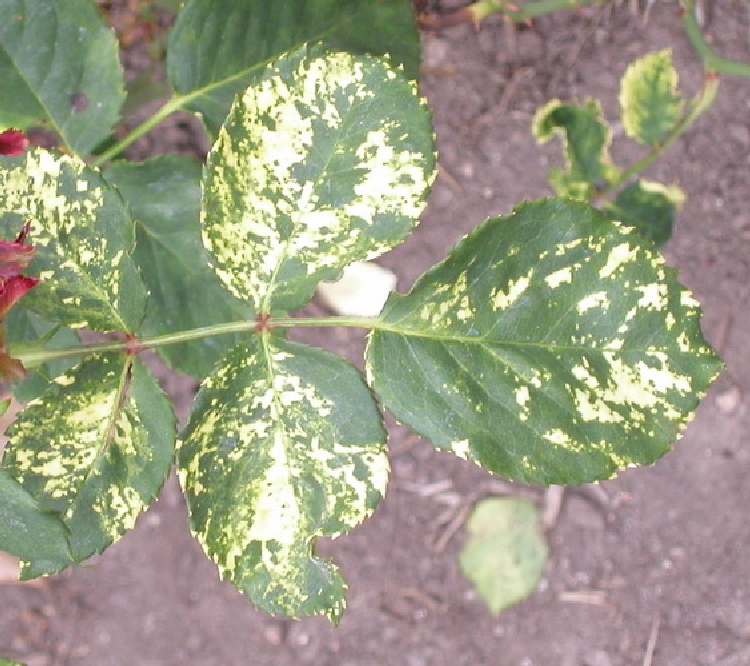 Gül Mozaik Virüsü (Rose Mosaic Virus) Gül Mozaik Virüsü (Rose Mosaic Virus)