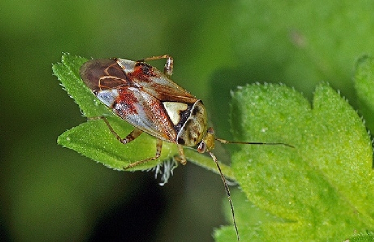 Pamukta Lygus (Lygus Spp) Pamukta Lygus (Lygus Spp)