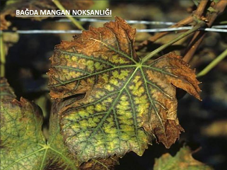 Asmada Magnezyum Eksikliği Nedir, Nasıl Anlaşılır? Asmada Magnezyum Eksikliği Nedir, Nasıl Anlaşılır?