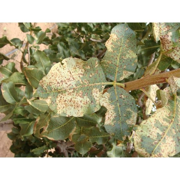 Antepfıstıklarında Karazenk Hastalığı (Septoria Pistacina Allesh) Antepfıstıklarında Karazenk Hastalığı (Septoria Pistacina Allesh)