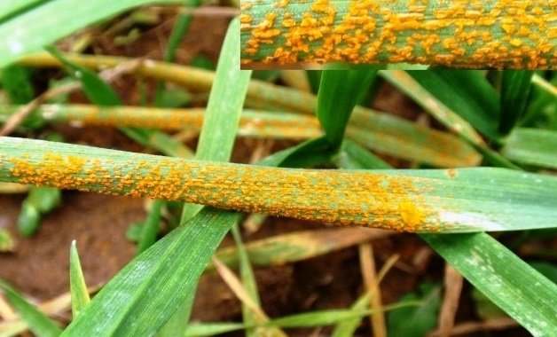 Buğday Pas Hastalıkları (Puccinia Spp.) Buğday Pas Hastalıkları (Puccinia Spp.)