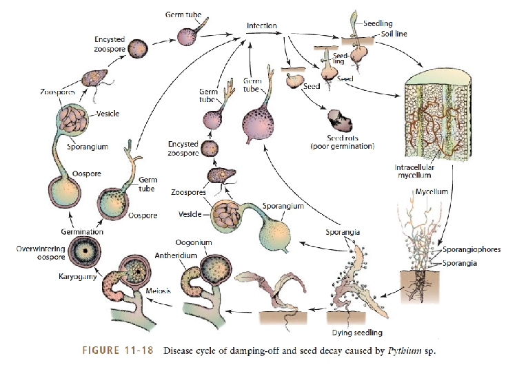 Pythium Debaryanum Auct. Non R. Hesse nedir? Pythium Debaryanum Auct. Non R. Hesse nedir?