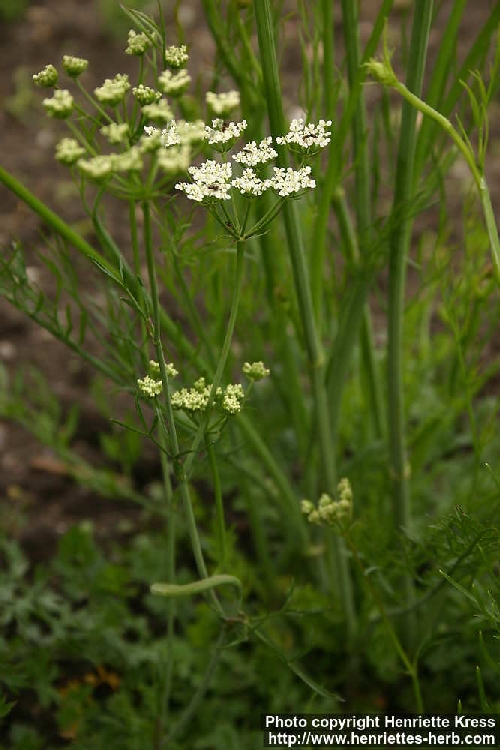 Yabani Kimyon Nedir? (Cuminum Cyminum Vs. Carum Carvi) Yabani Kimyon