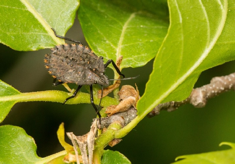 Entemoloji Hemiptera - Heteroptera - Yarım Kanatlılar Entemoloji Hemiptera - Heteroptera - Yarım Kanatlılar