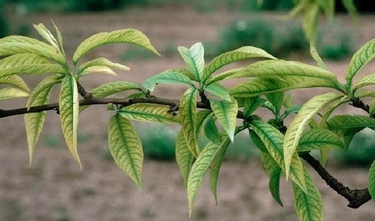 Ağaçlarda Demir Eksikliği Nasıl Belli Olur? Ağaçlarda Demir Eksikliği Nasıl Belli Olur?