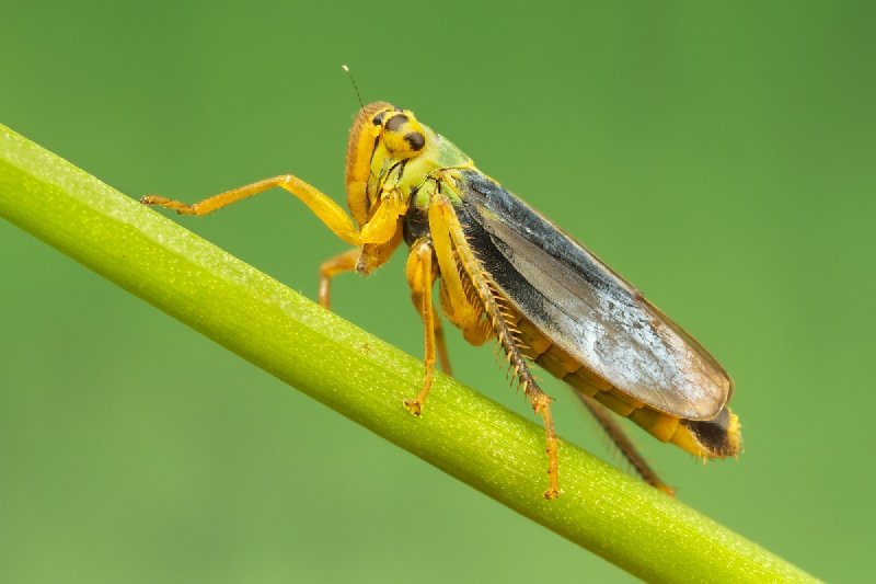 Asma Ağustos Böceği