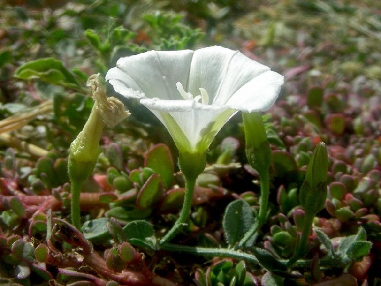 Convolvulus Arvensis Nedir? Convolvulus Arvensis Nedir?
