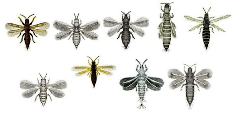 Thysanoptera - Tripsler Thysanoptera - Tripsler