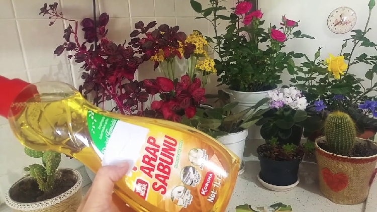 Organik Böcek ilacı (Arap Sabunu) Organik Böcek ilacı (Arap Sabunu)