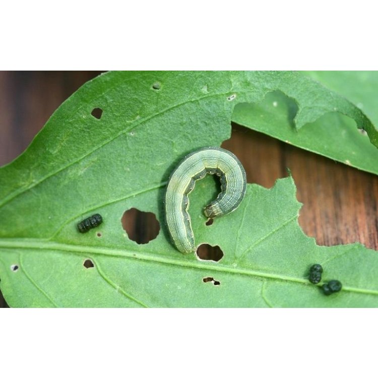 Çizgili Yaprak Kurdu Zararlısı (Spodoptera) Çizgili Yaprak Kurdu Zararlısı (Spodoptera)