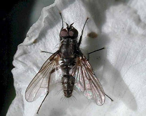 Delia Brassicae Delia Brassicae