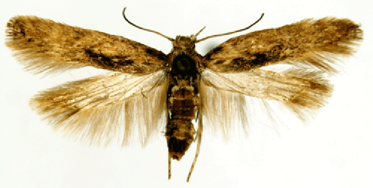 Tütün Gebesi (Phthorimaea opercullella(Zell.)) Tütün Gebesi (Phthorimaea opercullella(Zell.))