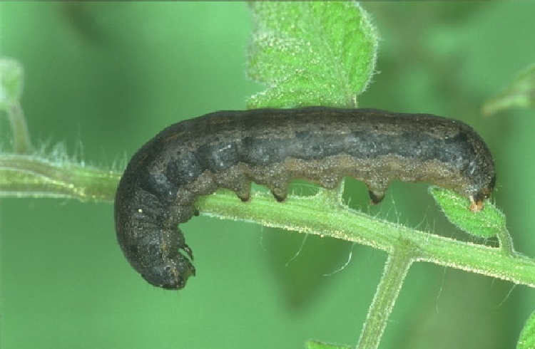 Sebzelerde Pamuk Yaprak Kurdu Zararlısı (Spodoptera littoralis) Sebzelerde Pamuk Yaprak Kurdu Zararlısı (Spodoptera littoralis)