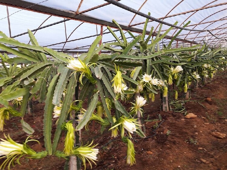 Pitaya Yetiştirme Pitaya Yetiştirme