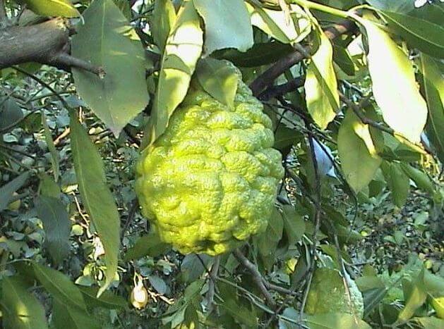 Bergamot Meyvesinin Faydaları ve Zararları Nelerdir? Bergamot Meyvesinin Faydaları ve Zararları Nelerdir?