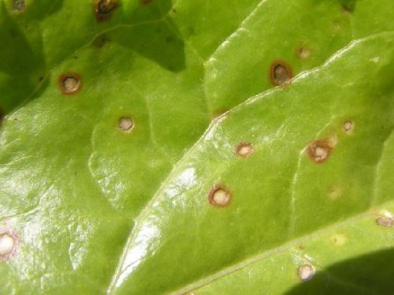 Cercospora Yaprak Lekesi Hastalığı