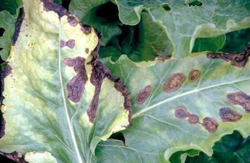 Alternaria Yaprak Kahverengileşmesi Hastalığı Alternaria Yaprak Kahverengileşmesi Hastalığı