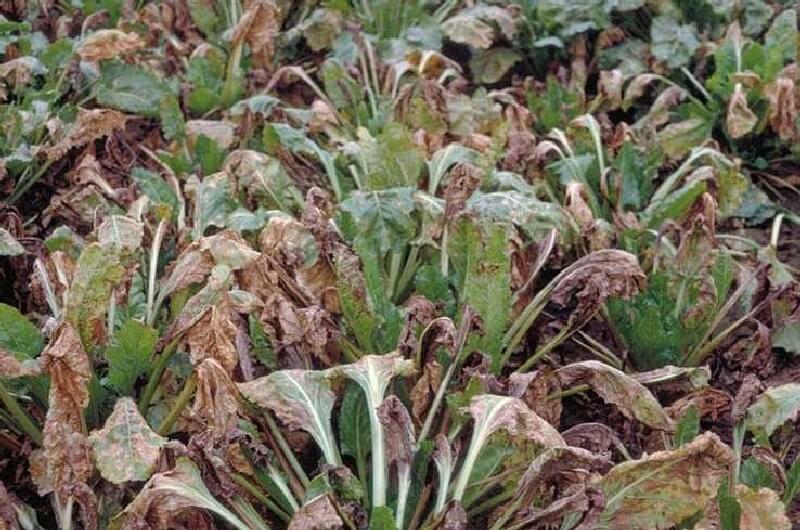 Şeker Pancarında Ramularia Yaprak Lekesi Hastalığı (Ramularia Beticola) Şeker Pancarında Ramularia Yaprak Lekesi Hastalığı (Ramularia Beticola)