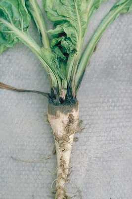 Şeker Pancarında Phoma Yaprak Lekesi Hastalığı (Phoma Betae (=pleospora Betae)) Şeker Pancarında Phoma Yaprak Lekesi Hastalığı (Phoma Betae (=pleospora Betae))