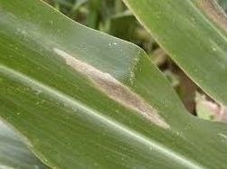Mısır Yaprak Yanıklığı Hastalığı (Bipolaris (=Helminthosporium) maydis Nisik) Mısır Yaprak Yanıklığı Hastalığı (Bipolaris (=Helminthosporium) maydis Nisik)