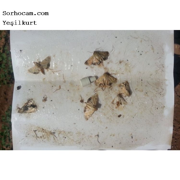 Sebzelerde Yeşilkurt Zararlısı (Heliothis Armigera) Sebzelerde Yeşilkurt Zararlısı (Heliothis Armigera)