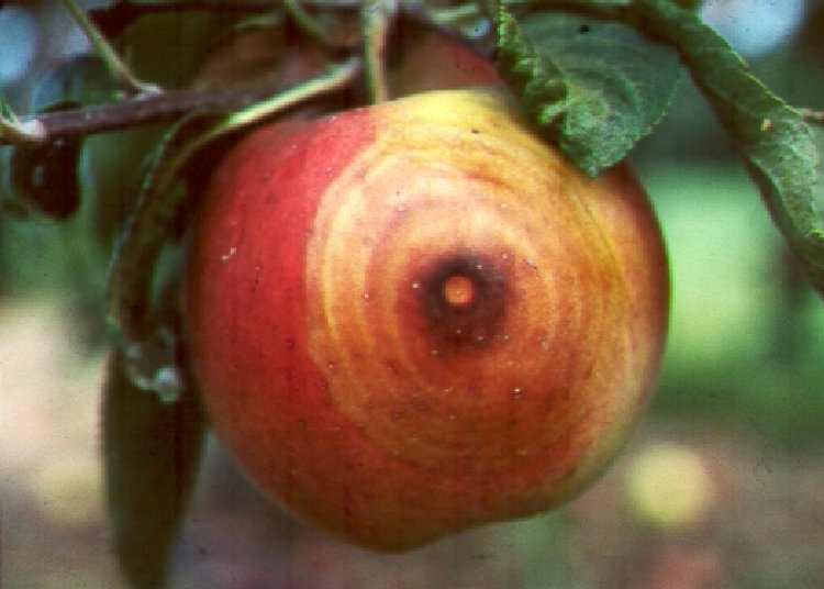 Siyah Çürüklük, Yaprak Lekesi ve Kanser Hastalığı (Botryosphaeria obtusa) Siyah Çürüklük, Yaprak Lekesi ve Kanser Hastalığı (Botryosphaeria obtusa)