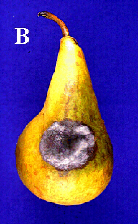 Alternaria Çürüklüğü (Alternaria Alternata) Hastalığı Alternaria Çürüklüğü (Alternaria Alternata) Hastalığı
