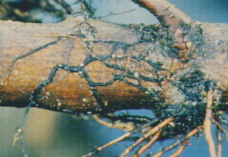Armillaria Çürüklüğü Hastalığı (Armillaria Mellea) Armillaria Çürüklüğü Hastalığı (Armillaria Mellea)