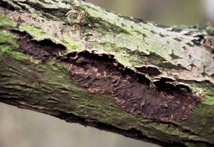 Gümüş Yaprak Hastalığı (Chondrostereum purpureum) Gümüş Yaprak Hastalığı (Chondrostereum purpureum)