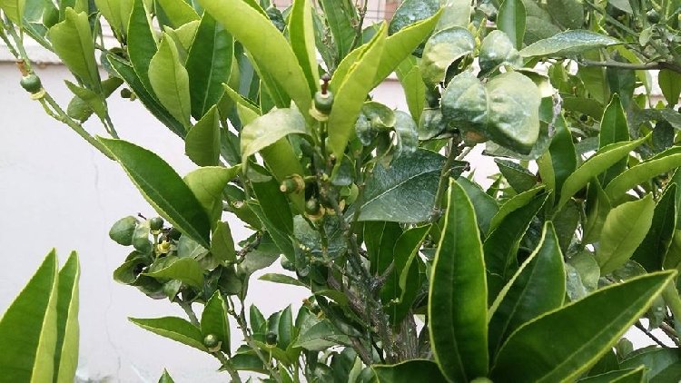 Yaprak Biti Ilacı Nasıl Yapılır? Yaprak Biti Ilacı Nasıl Yapılır?