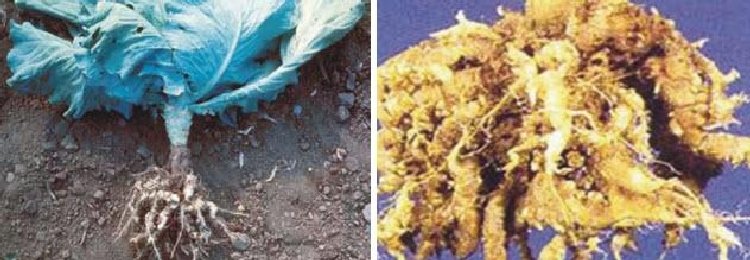 Lahana Kök Uru Hastalığı (Plasmodiophora Brassicae) Lahana Kök Uru Hastalığı (Plasmodiophora Brassicae)