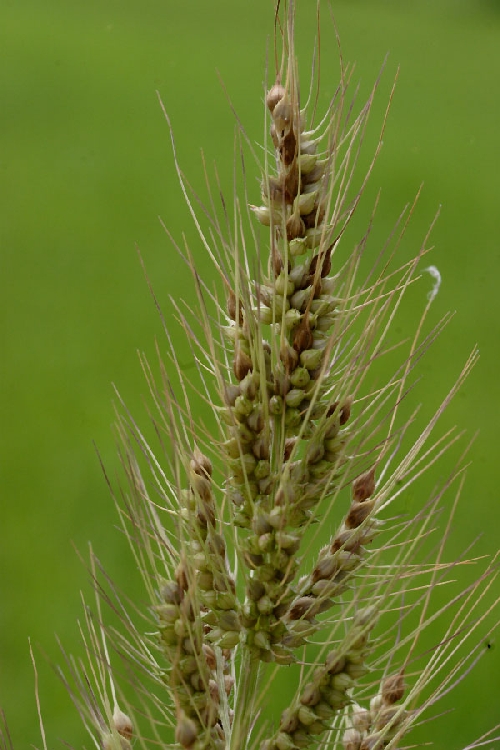 Echinochloa Crus Galli Nedir? Echinochloa Crus Galli Nedir?