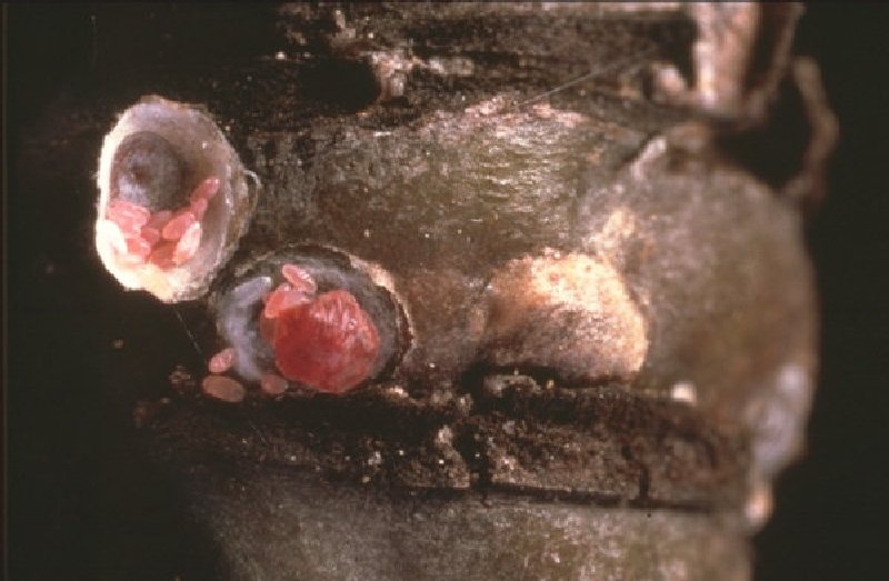 Armut Kırmızı Kabuklu Biti Zararlısı (Epidiaspis leperii) pear red shell bits) Armut Kırmızı Kabuklu Biti Zararlısı (Epidiaspis leperii) pear red shell bits)