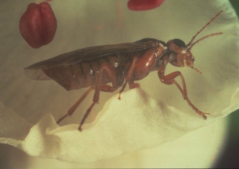 Armut Testereli Arısı Zararlısı (Hoplocampa Brevis) Armut Testereli Arısı Zararlısı (Hoplocampa Brevis)