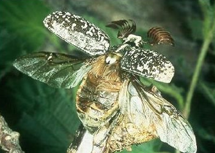 Haziran Böceği Zararlısı (Polyphylla Fullo) Haziran Böceği Zararlısı (Polyphylla Fullo)