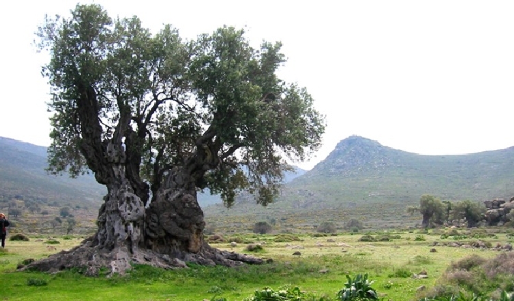 Yabani Zeytin