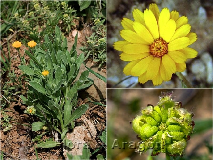 Portakal Nergisi Nedir? Portakal Nergisi Nedir?
