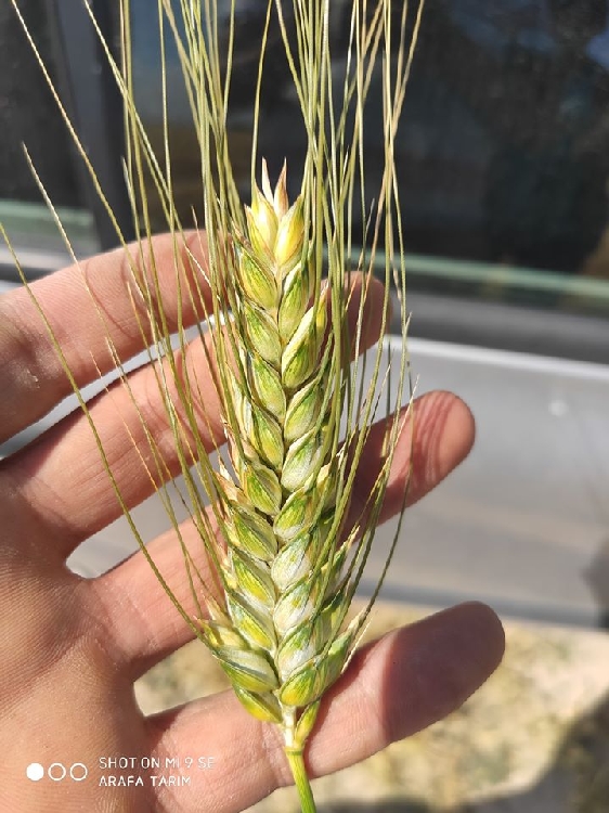 Ekmeklik ve Makarnalık Buğday Çeşitleri Nelerdir? Ekmeklik ve Makarnalık Buğday Çeşitleri Nelerdir?