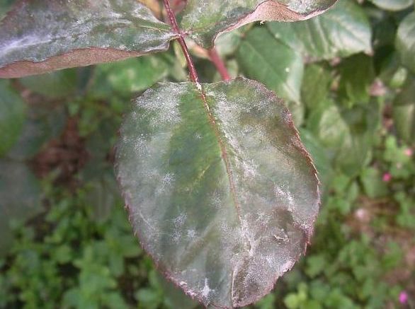 Güllerde Külleme Hastalığı (Sphaerotheca pannosa var. Rosae) Güllerde Külleme Hastalığı (Sphaerotheca pannosa var. Rosae)