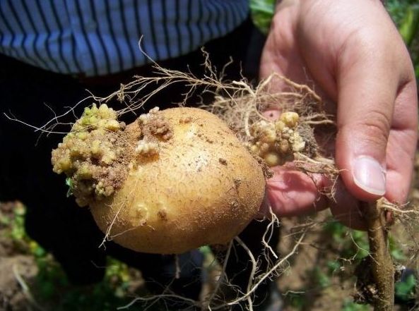 Patates Siğil Hastalığı (Synchytrium Endobioticum) Patates Siğil Hastalığı (Synchytrium Endobioticum)