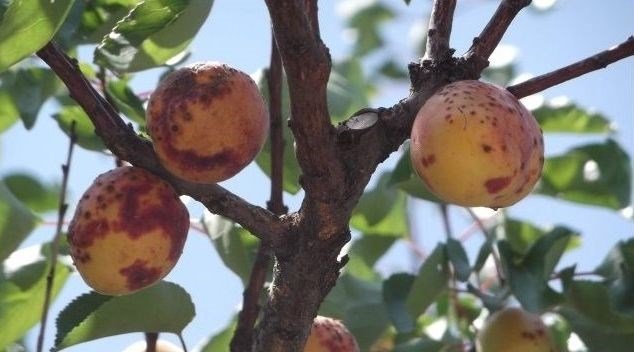 Şarka Virüsü (Plum Pox Potyvirus) ile ilgili görsel sonucu