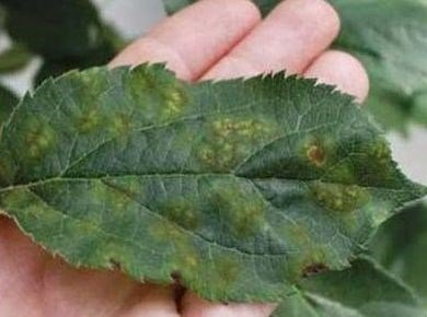 Şeftali Kara Leke Hastalığı (Cladosporium Carpophilum Thuem) Şeftali Kara Leke Hastalığı (Cladosporium Carpophilum Thuem)