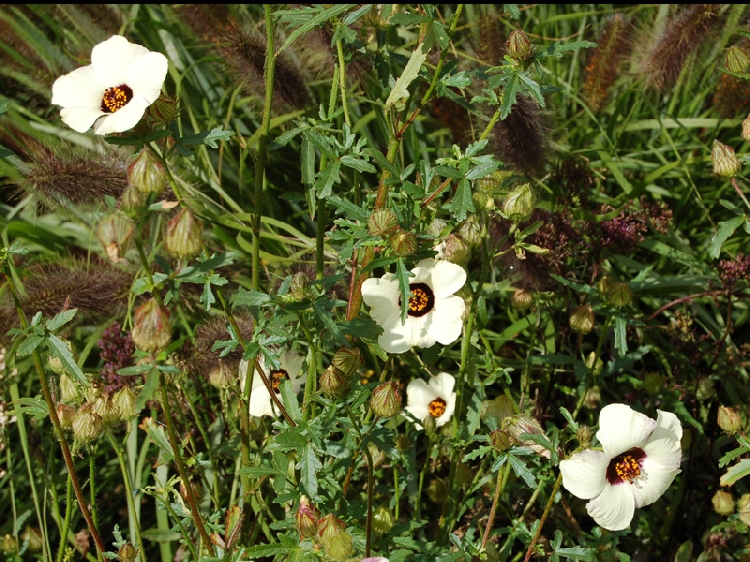 Hibiscus Trionum Nedir? Hibiscus Trionum Nedir?